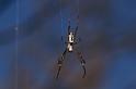 Argiope_protensa_D3511_Z_79_Karinji NP_Australie